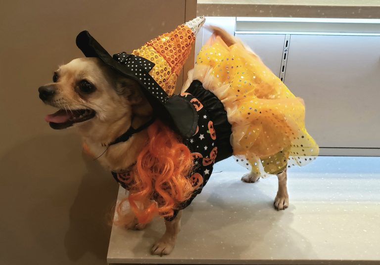 Lynnwood Halloween Pet Costume 2