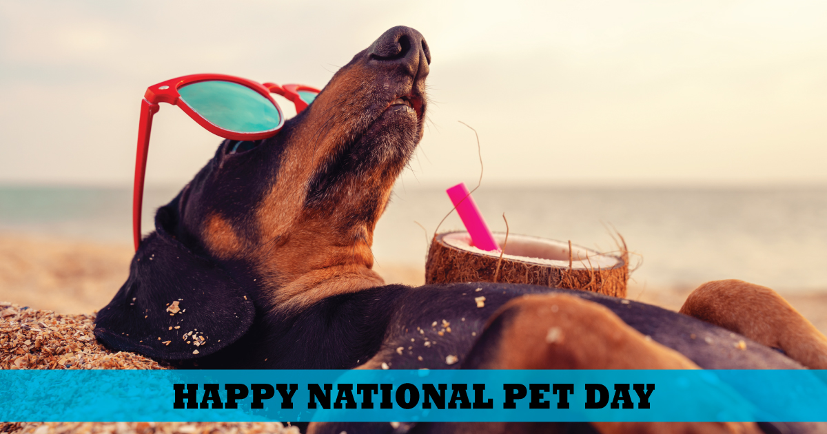 Fun pet toys for your dog and cat: National Pet Month 