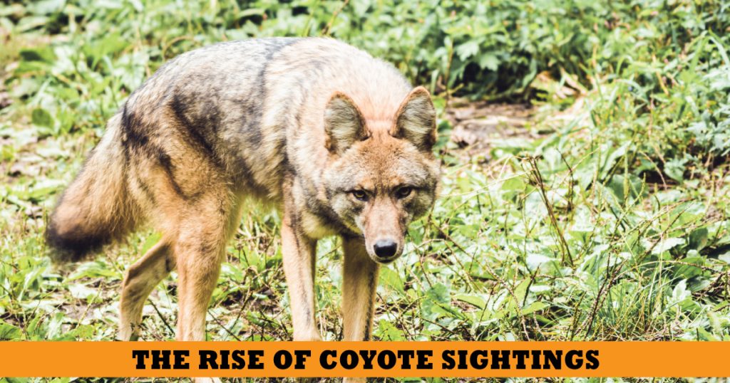 coyote snohomish county