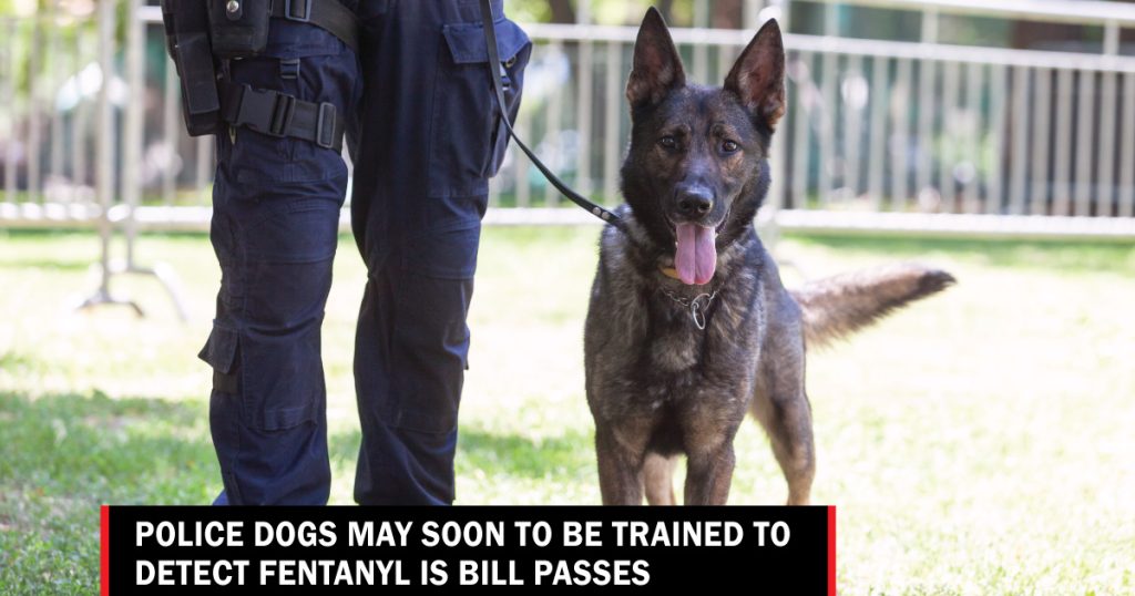 police dogs fentanyl