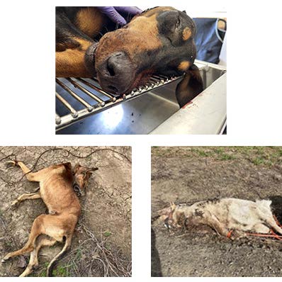 yakima dog killings