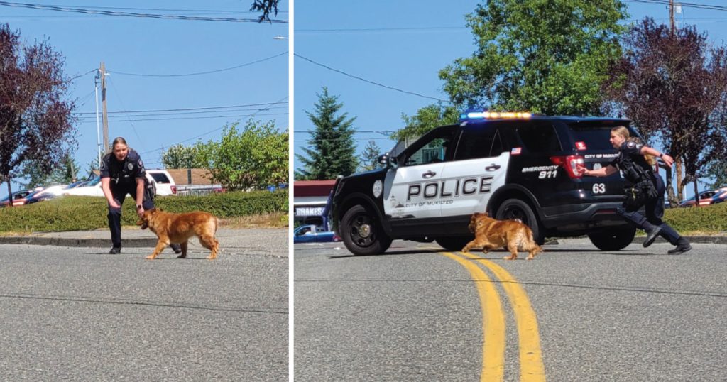 Mukilteo Speedway pooch