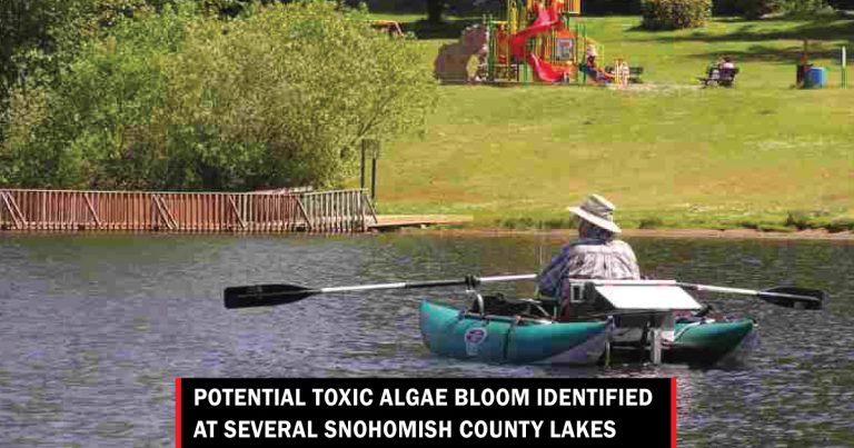 algae bloom