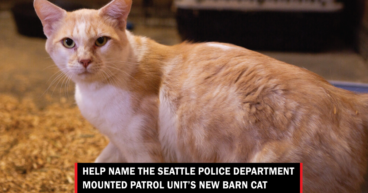 police department police cat