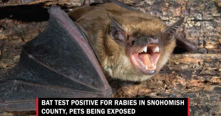 bat rabies