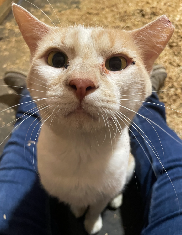 barn cat