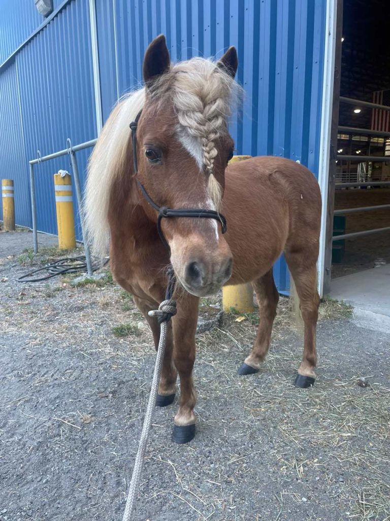 SPD Mounted Patrol Unit