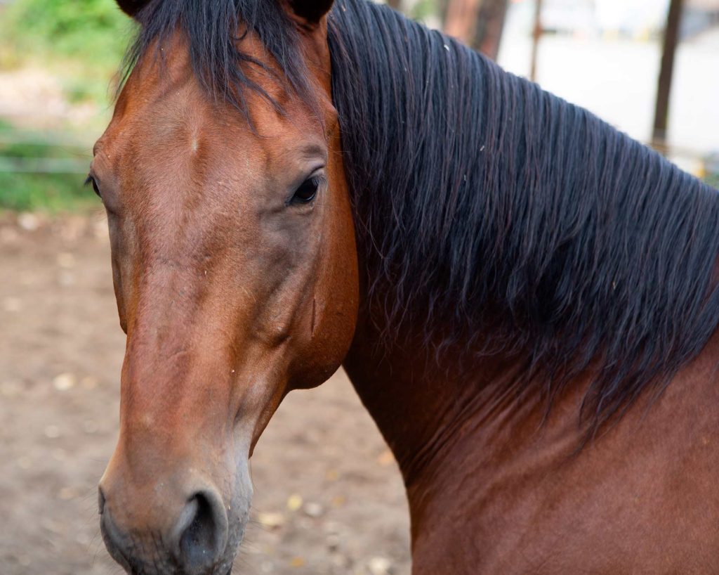 SPD Mounted Patrol Unit