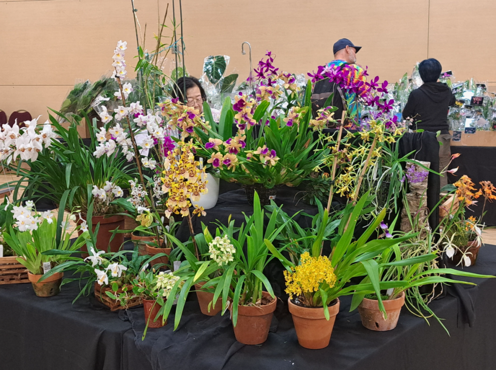 Orchid Plant Festival