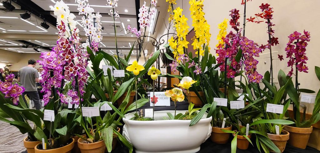 Northwest Orchid Association