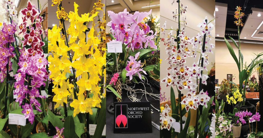 Northwest Orchid Society
