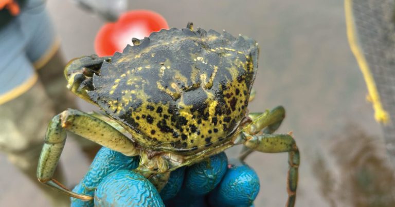 green crabs