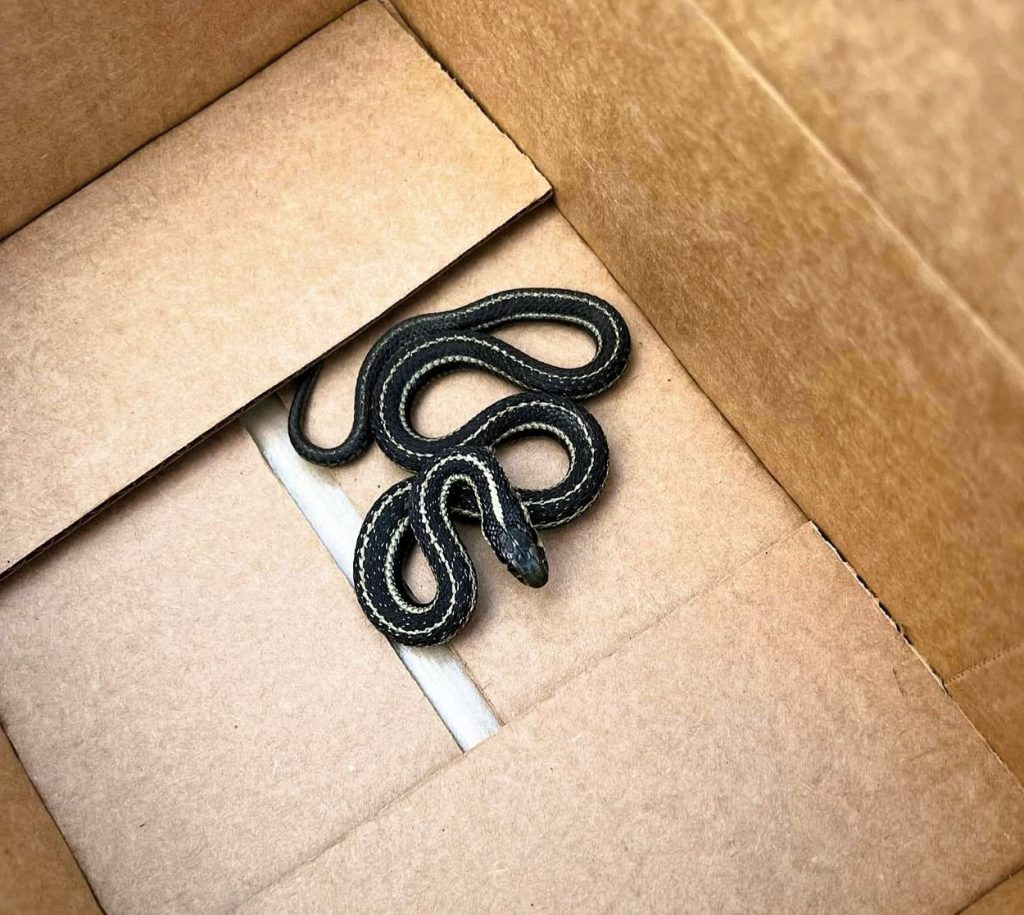 garter snake