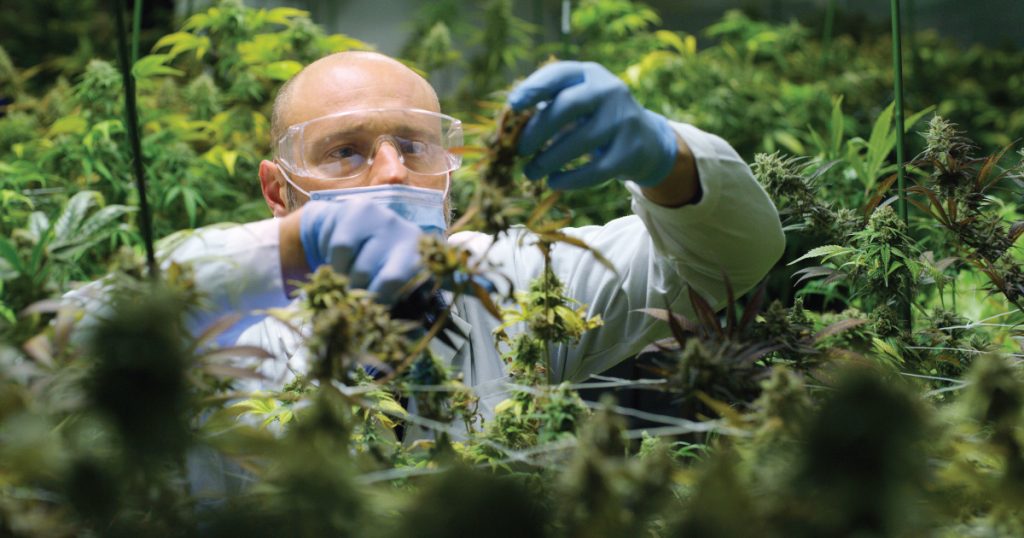 cannabis risks