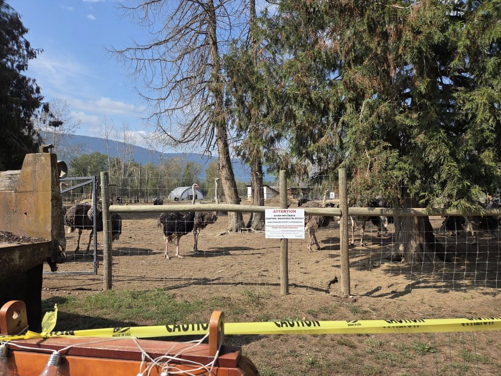 Universal Ostrich Farms