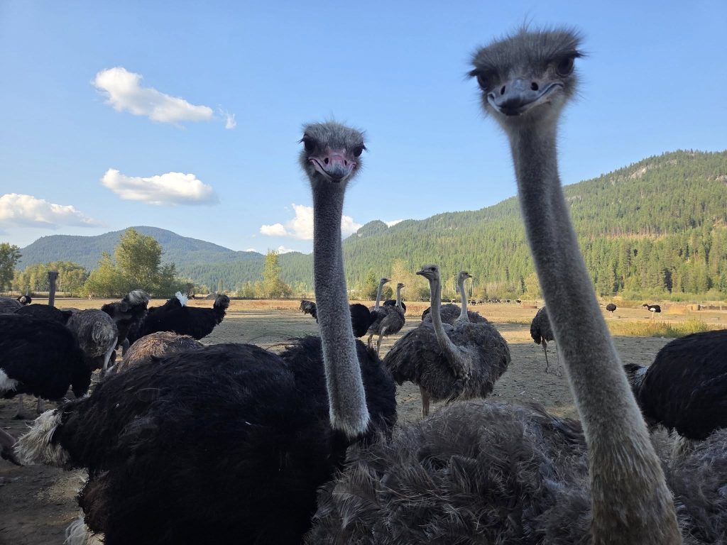ostriches 
