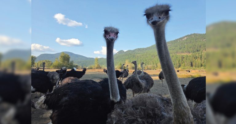 universal ostrich farms