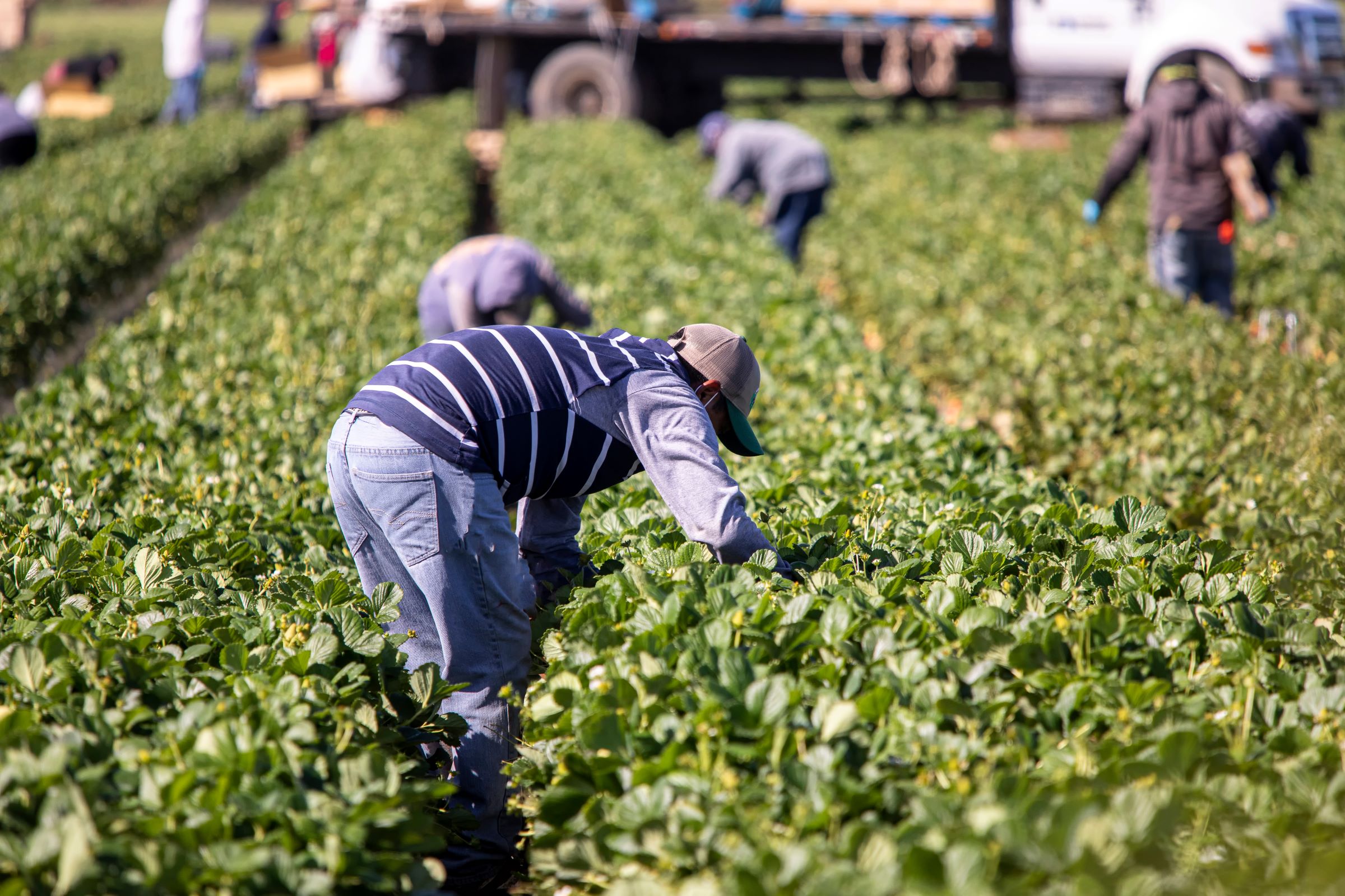 Six indicted in fraudulent H-2A visa scheme involving 500+ farmworkers