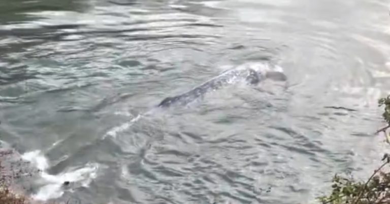 gray whale