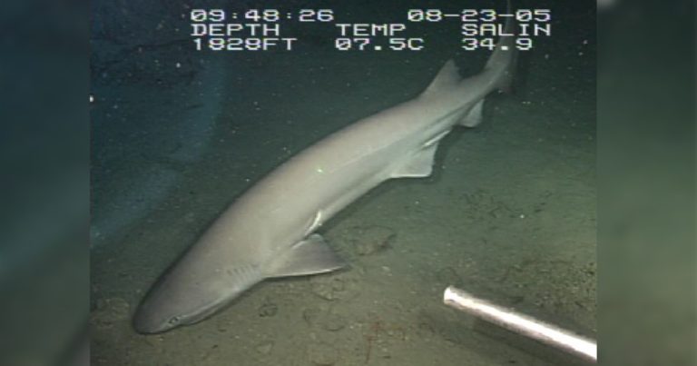 sixgill sharks