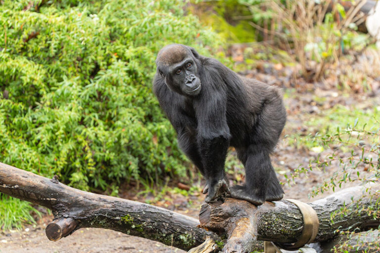 Woodland Park Zoo