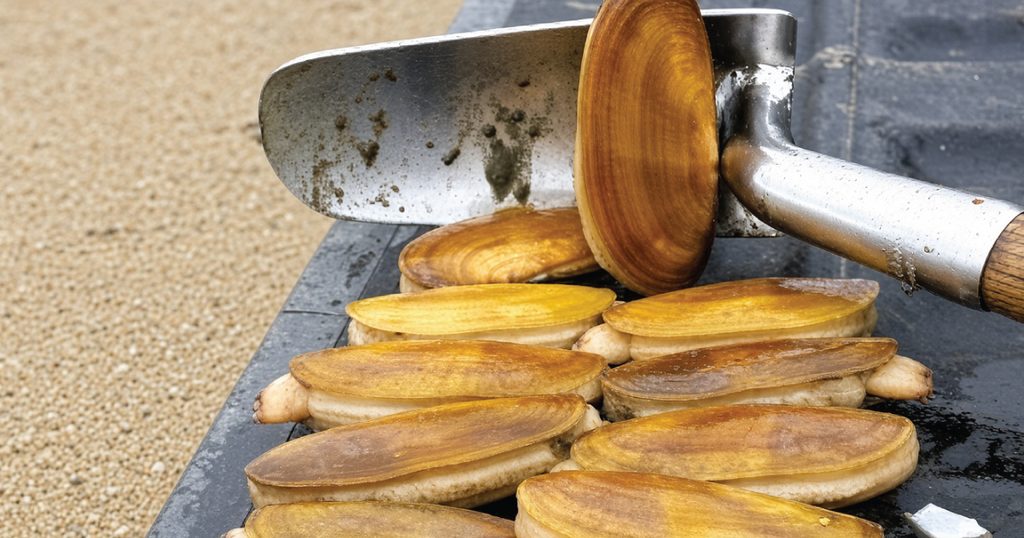 clams